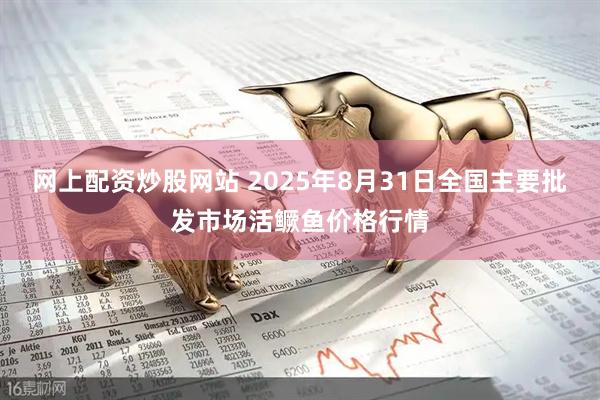 网上配资炒股网站 2025年8月31日全国主要批发市场活鳜鱼价格行情